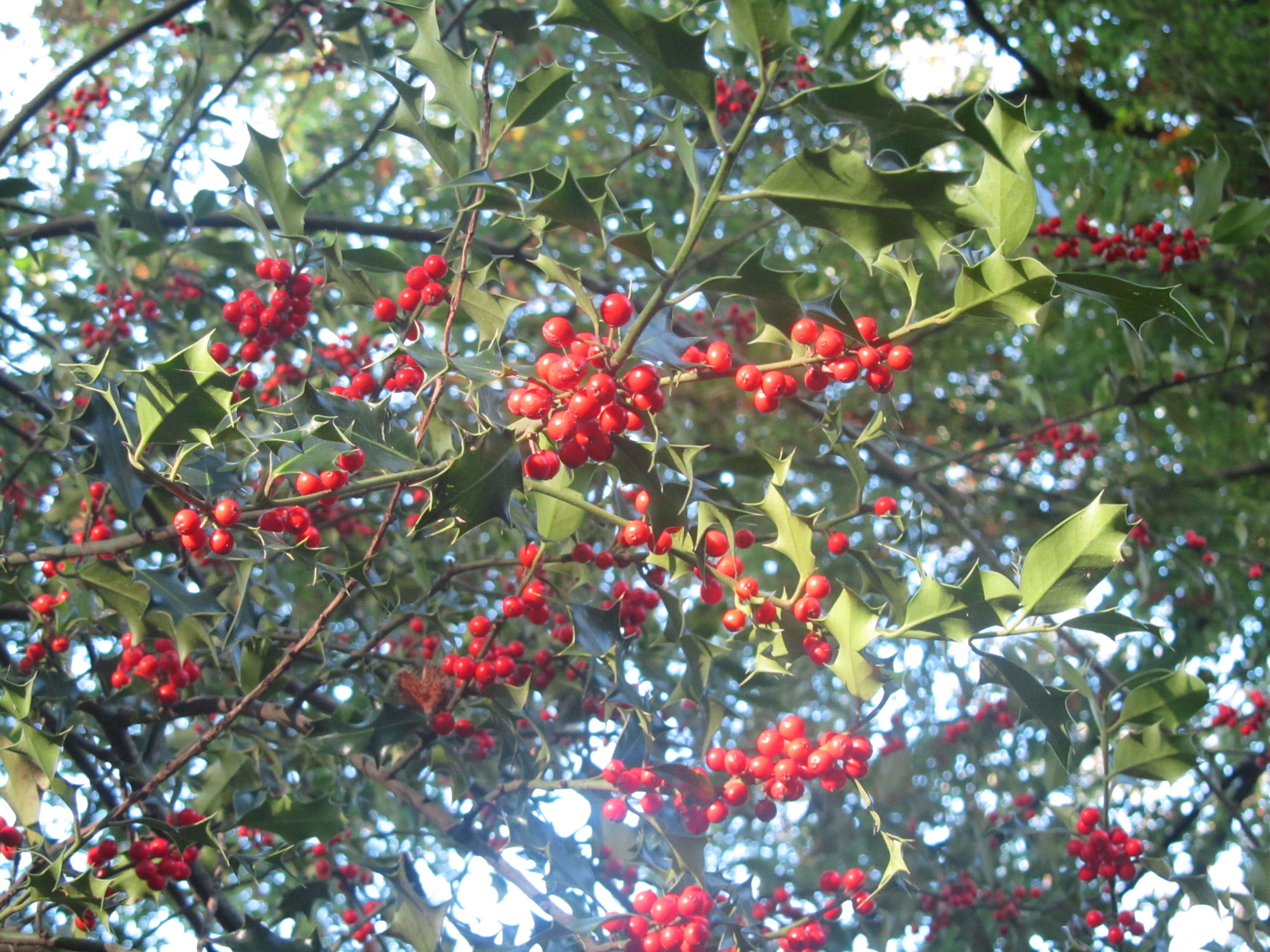 Image of English holly