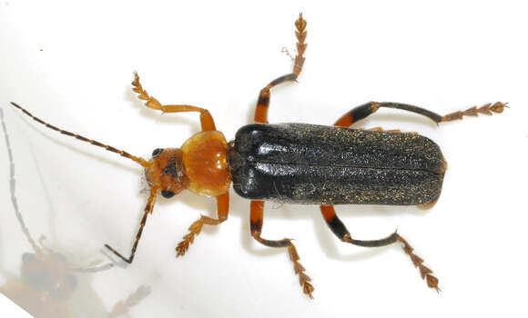 Image of Cantharis livida