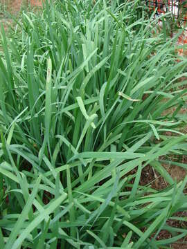 Image of Chinese chives