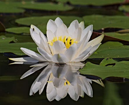 Image of European white waterlily