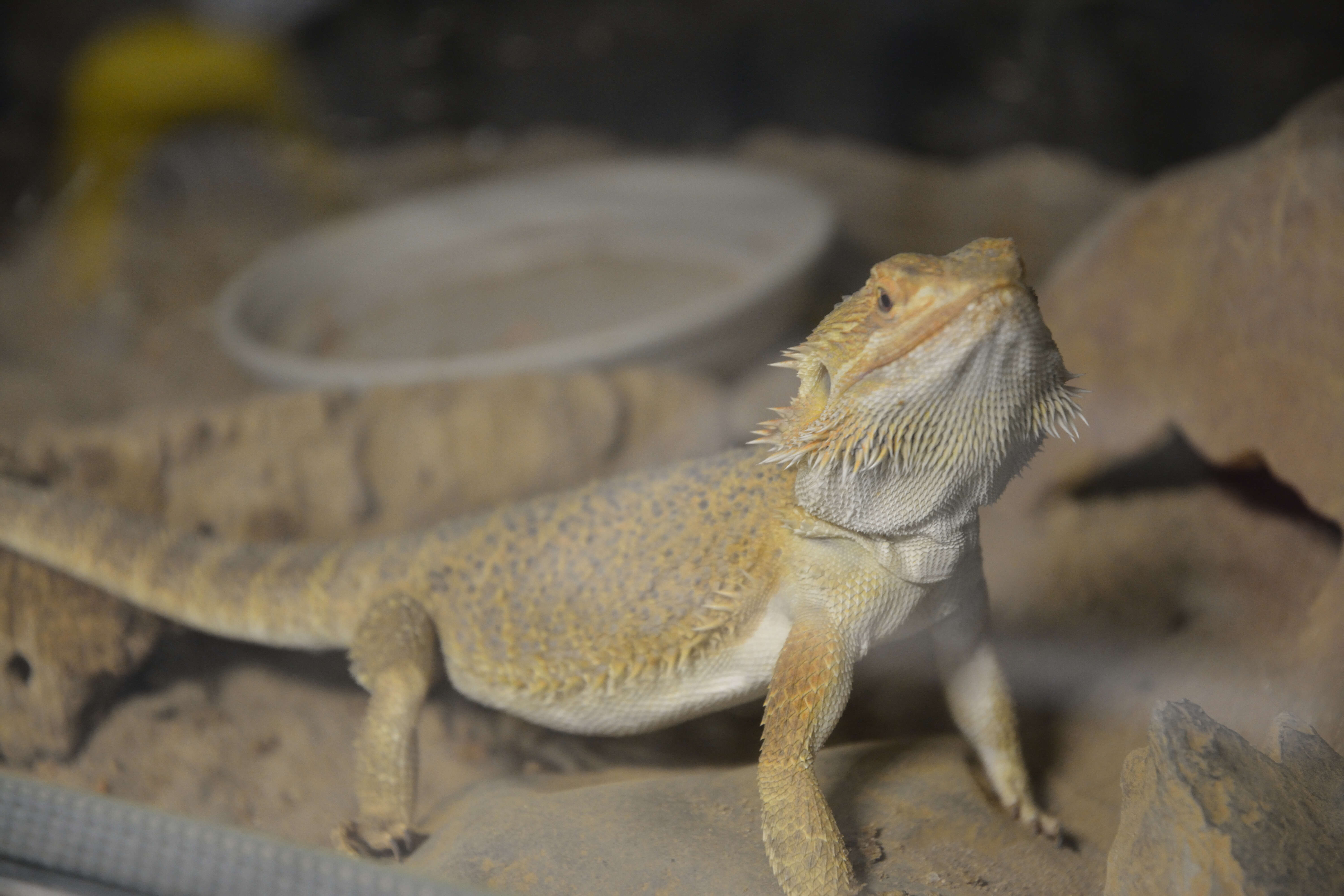 Image of Central bearded dragon