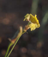 Image of Goodenia strangfordii F. Müll.