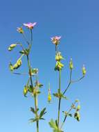 Image of hedgerow geranium