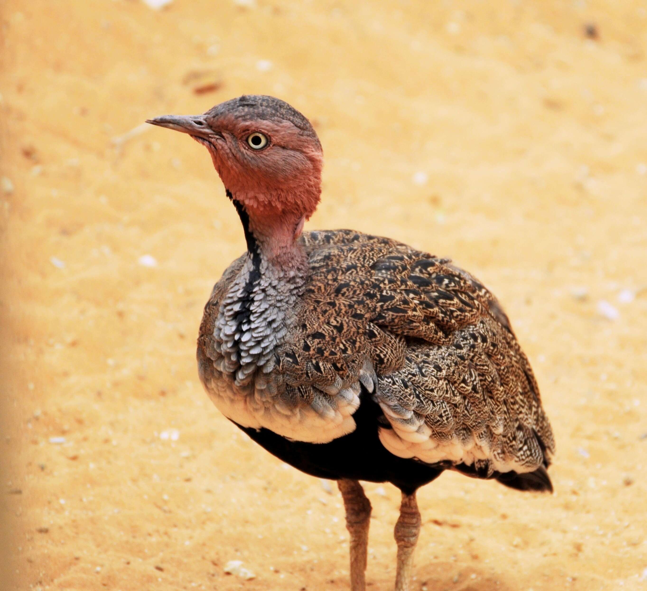 Image of Buff-crested Bustard