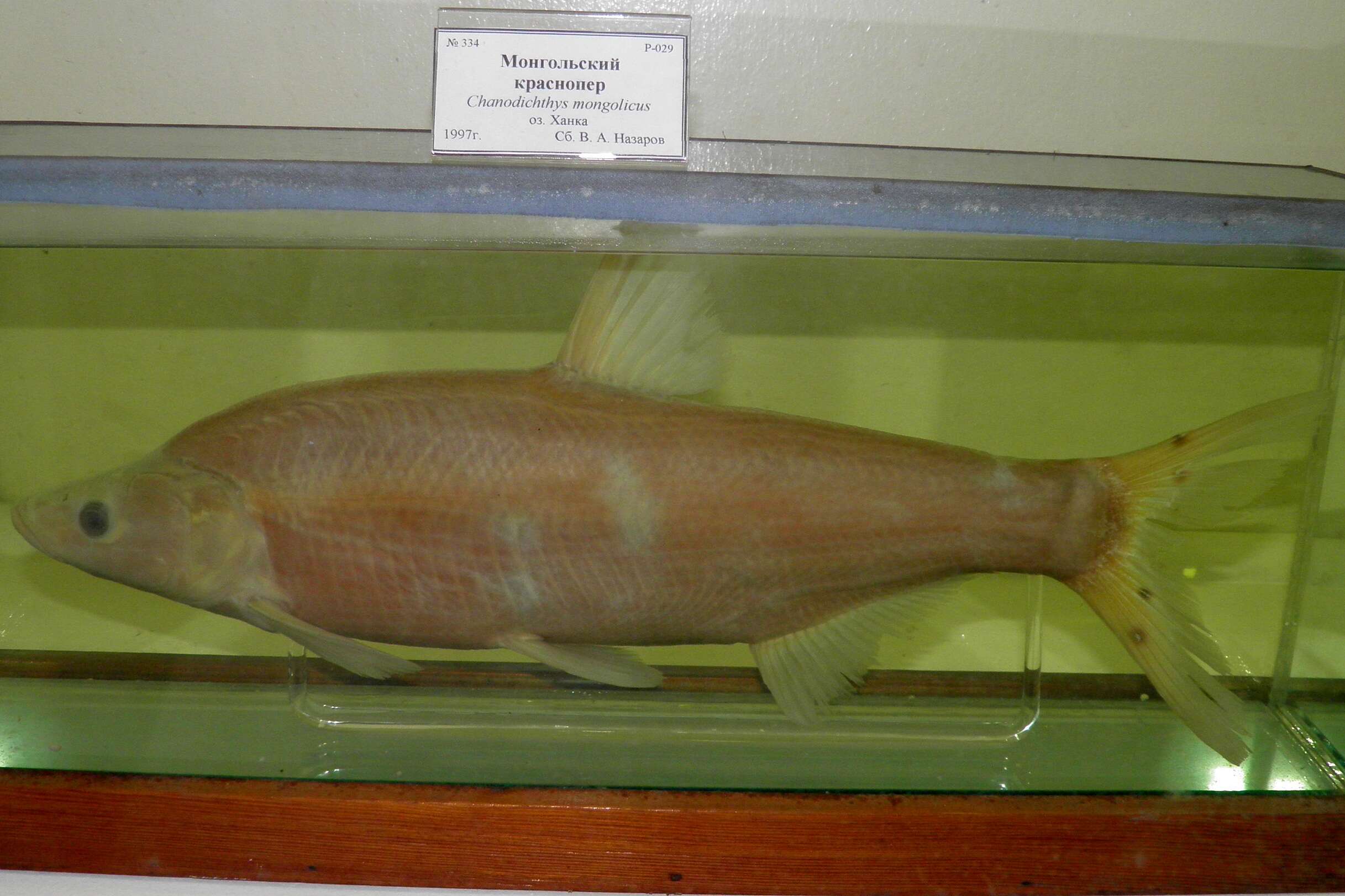 Image of Mongolian Redfin