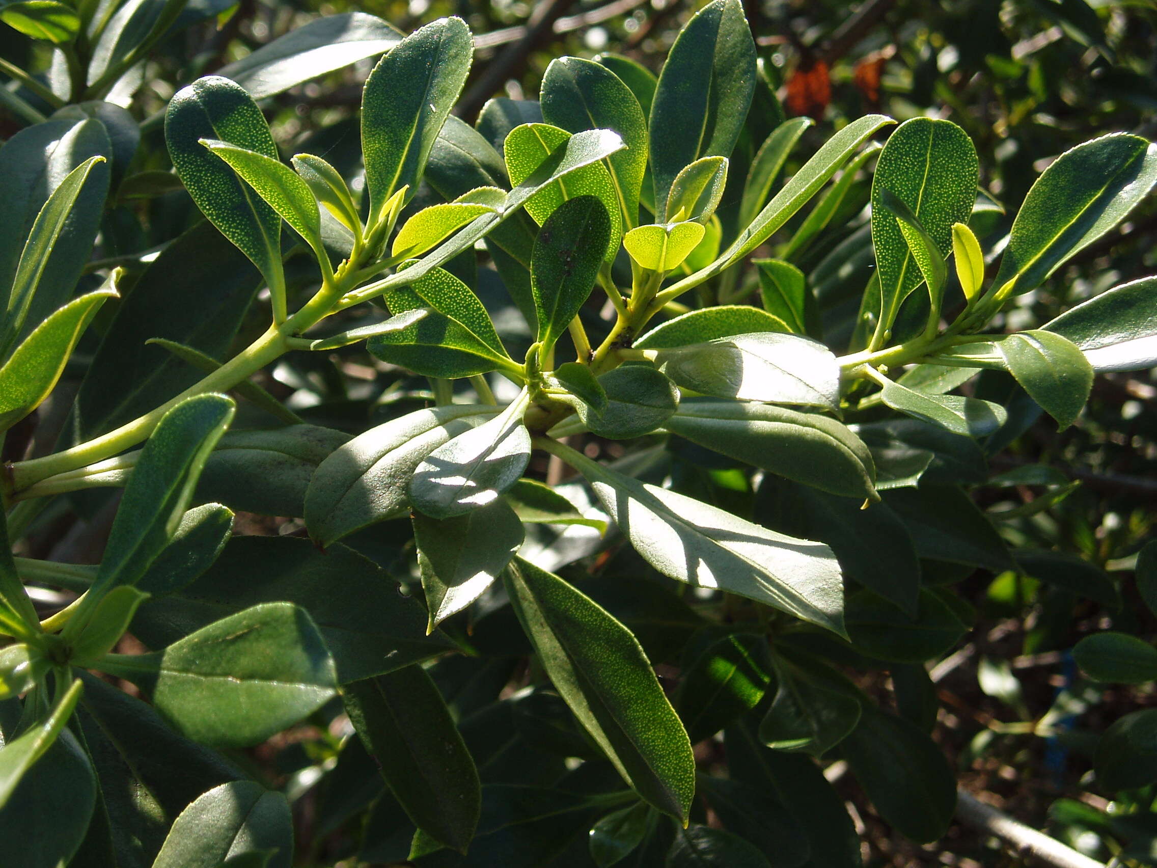 Myoporum insulare R. Br. resmi