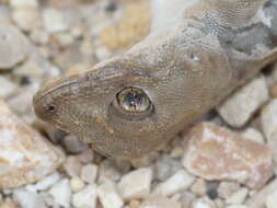 Image of Israeli Fan-fingered Gecko