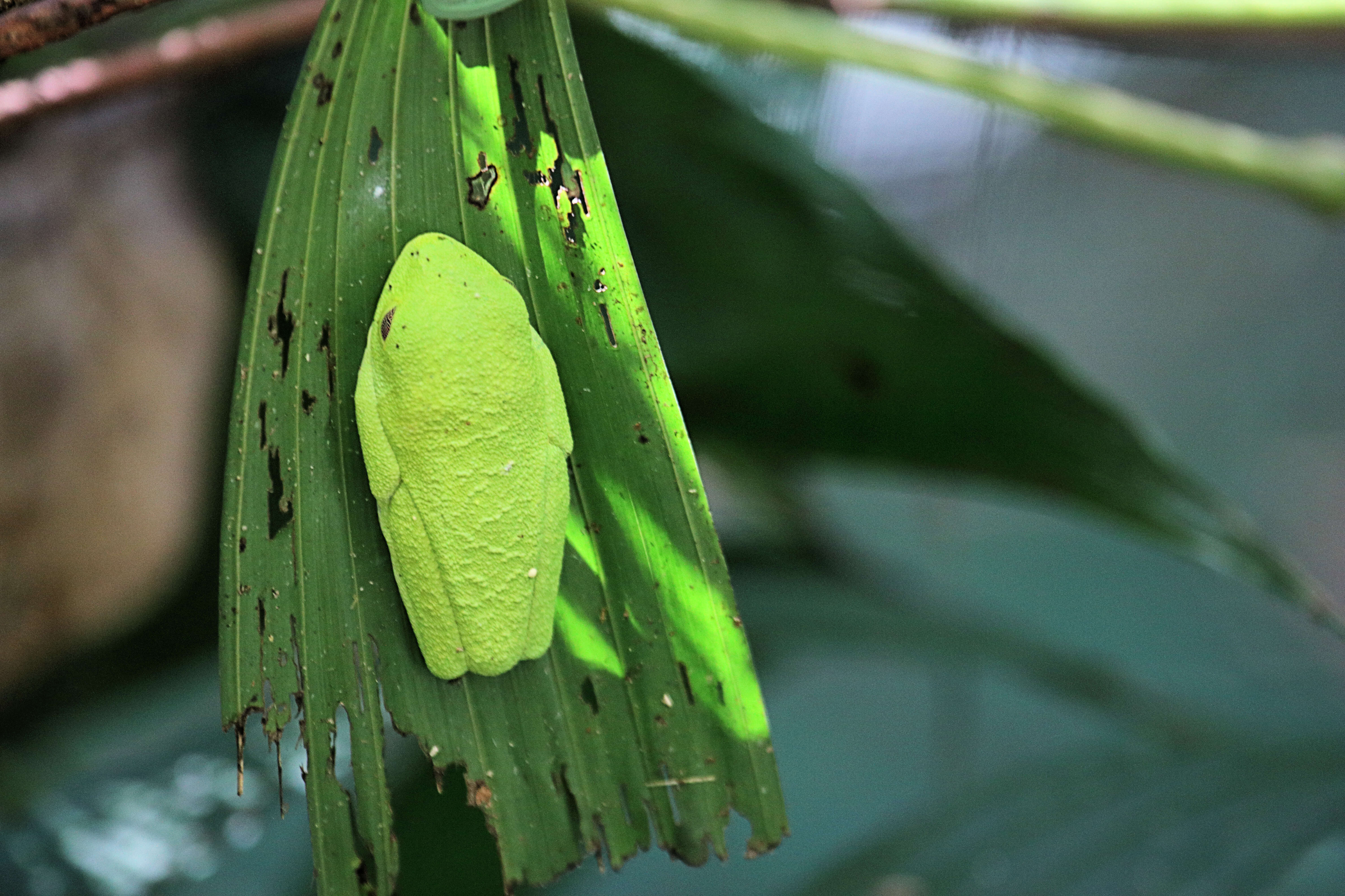 Imagem de Agalychnis callidryas (Cope 1862)