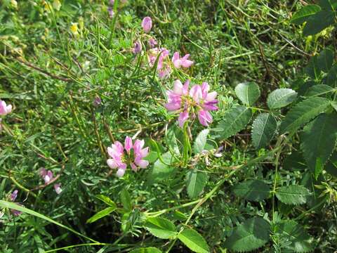 Image of crown vetch