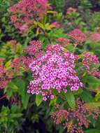 Image of Japanese meadowsweet