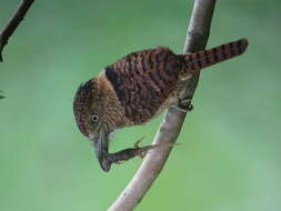 Image of Barred Puffbird