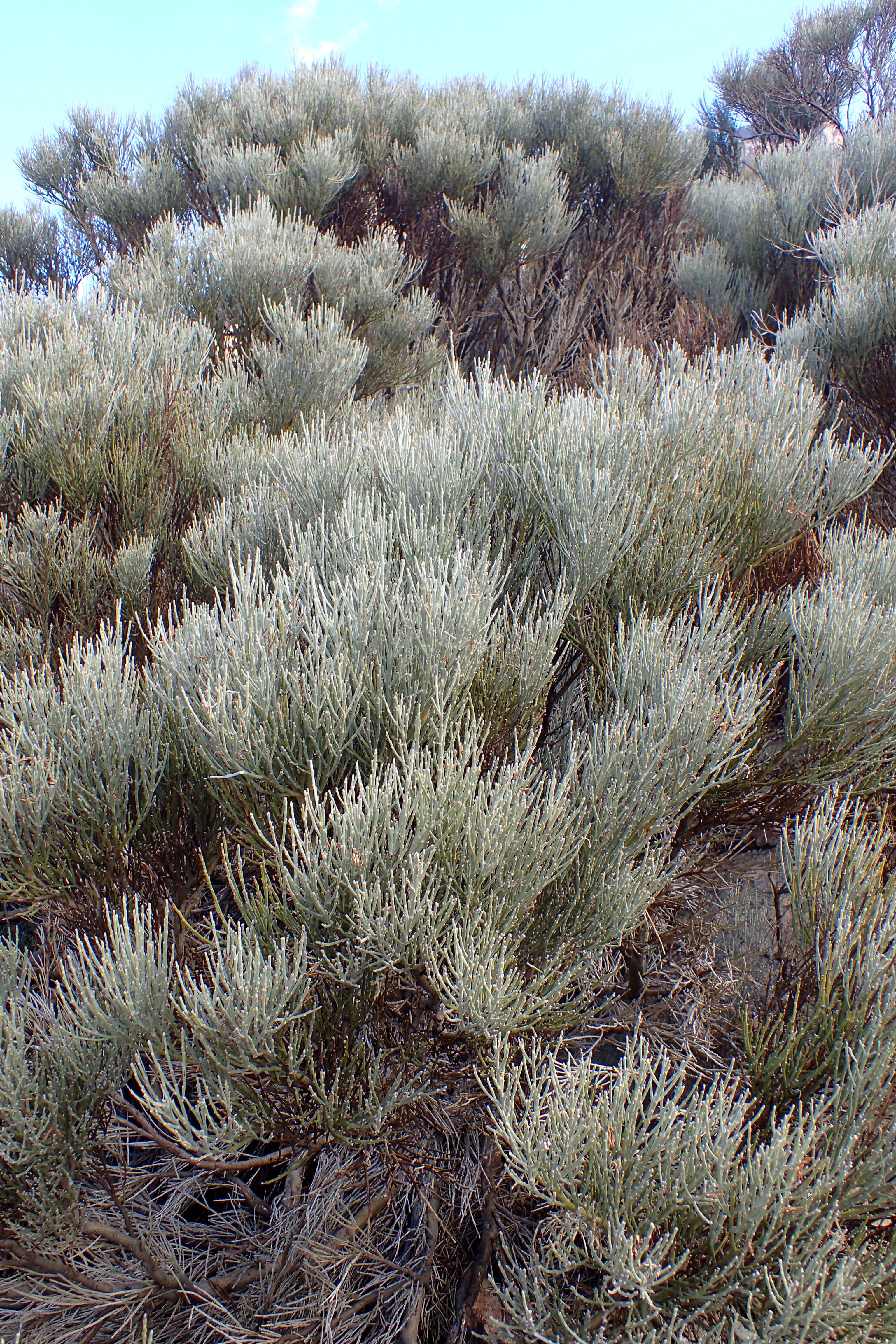 Image of Tiede White Broom