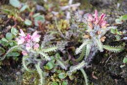 Imagem de Pedicularis hirsuta L.