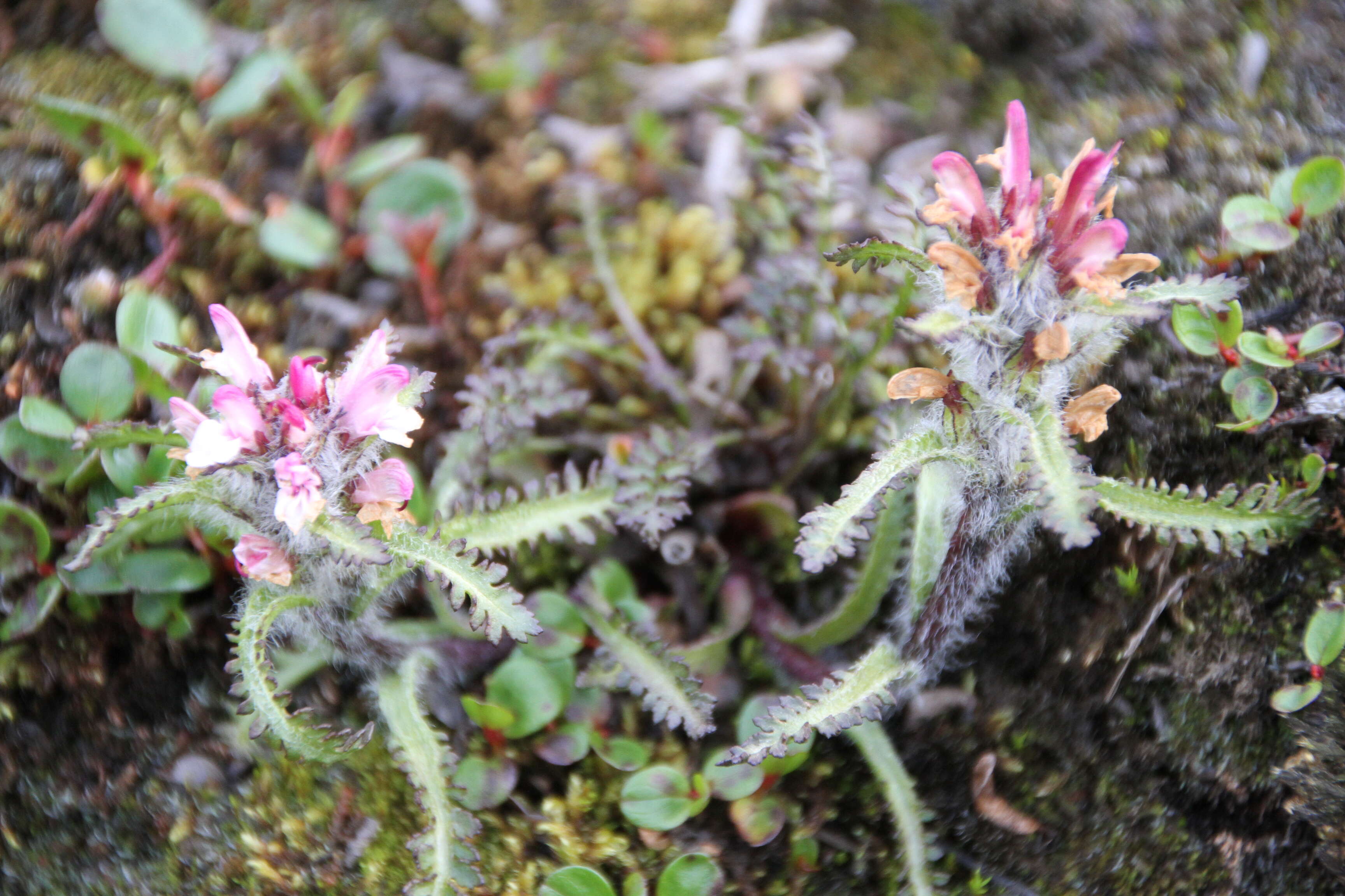 Image of hairy lousewort