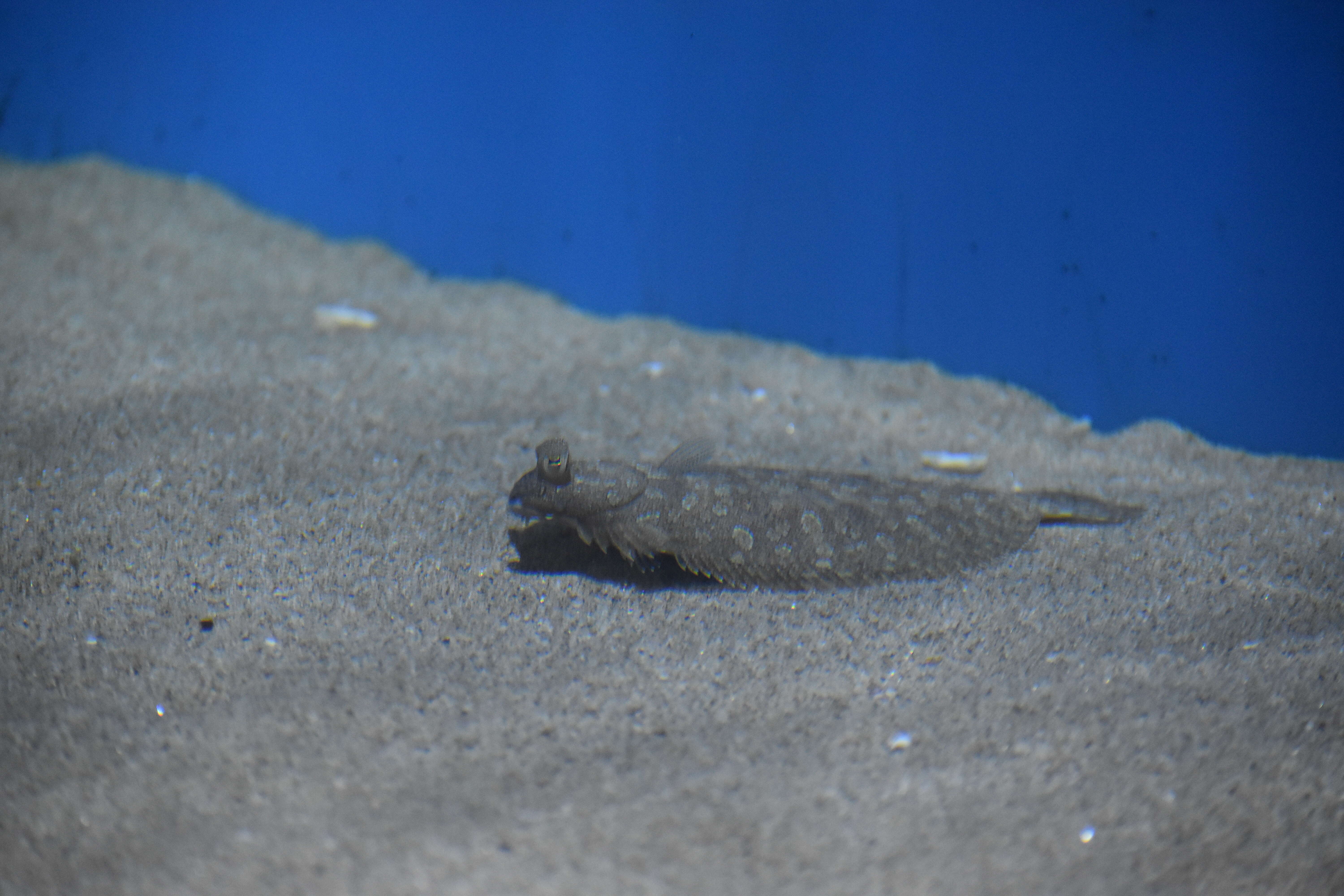 Image of Wide-eyed Flounder