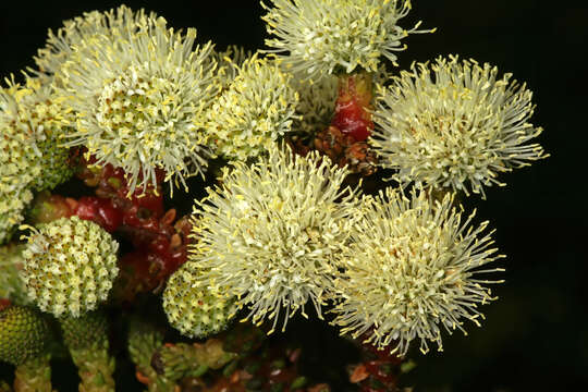 Image of Berzelia abrotanoides (L.) Brongn.