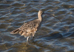 Image of Long-billed Curlew