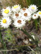 Sivun Gnaphalieae kuva