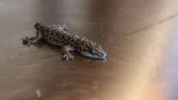 Image of Hokou Gecko