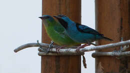 Image of Blue Dacnis