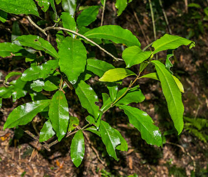 Image of Shrubby honeysuckle