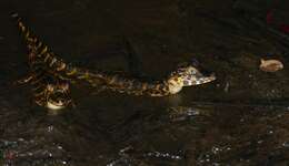 Image of Yacare caiman