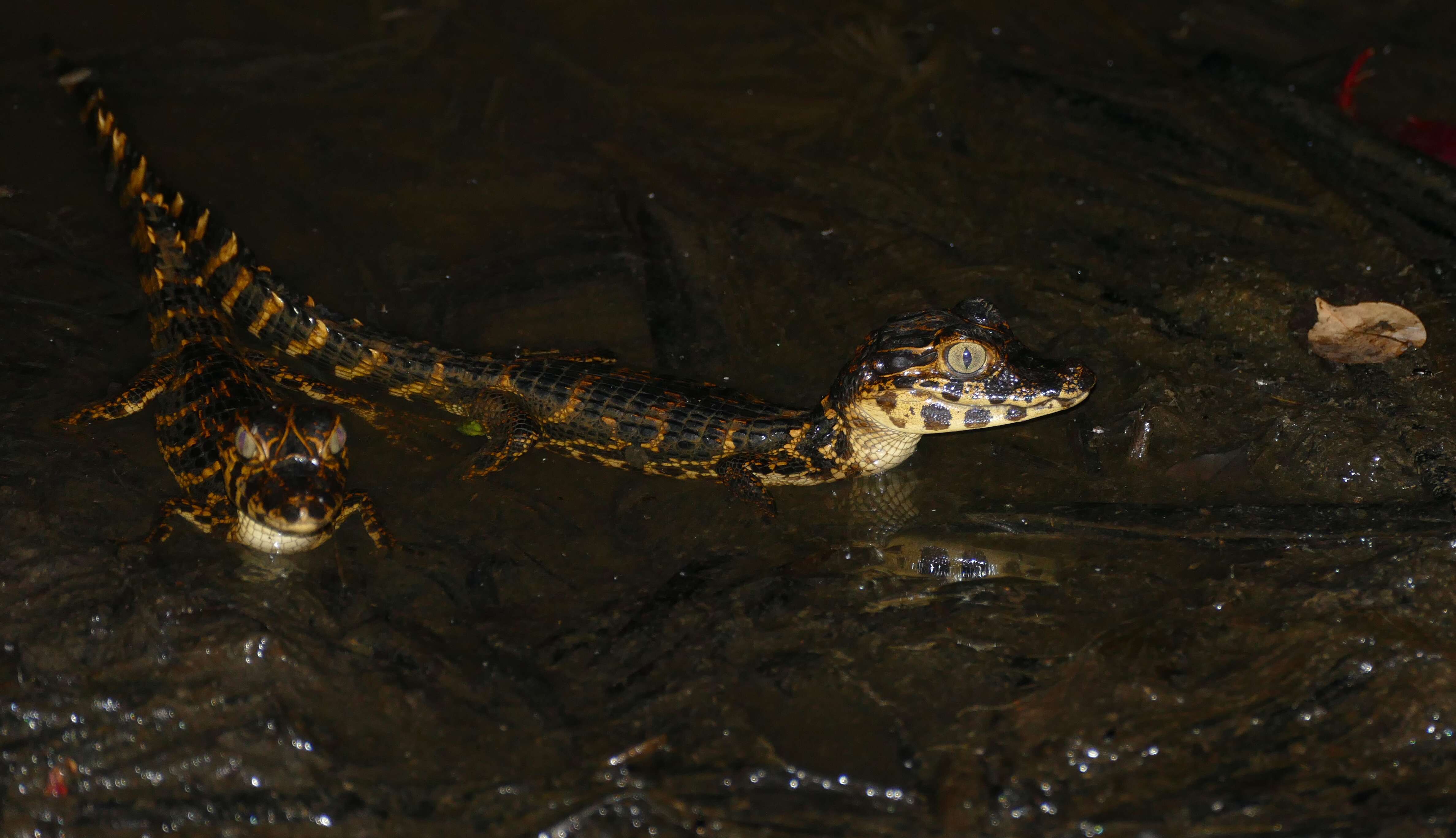 Image of Yacare caiman