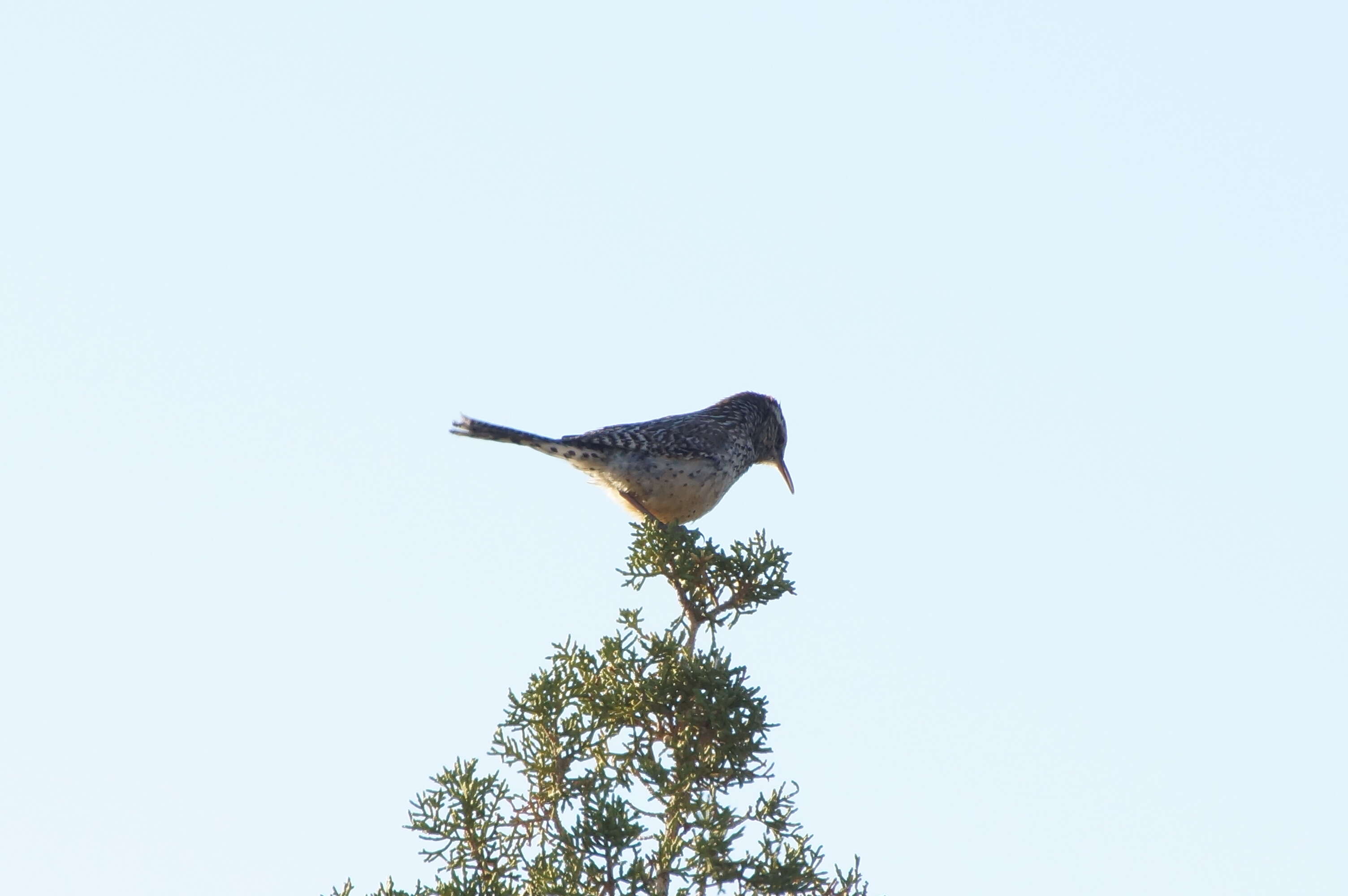 Image of Cactus Wren