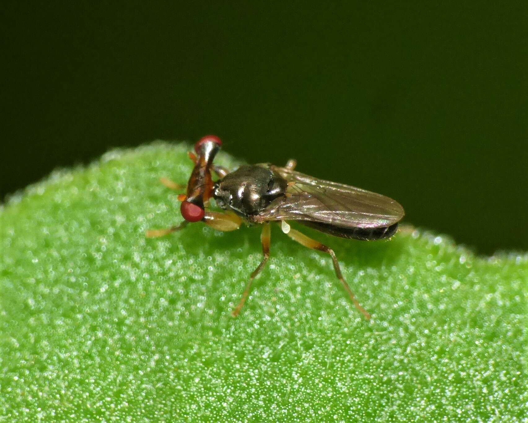 Image of Sphyracephala