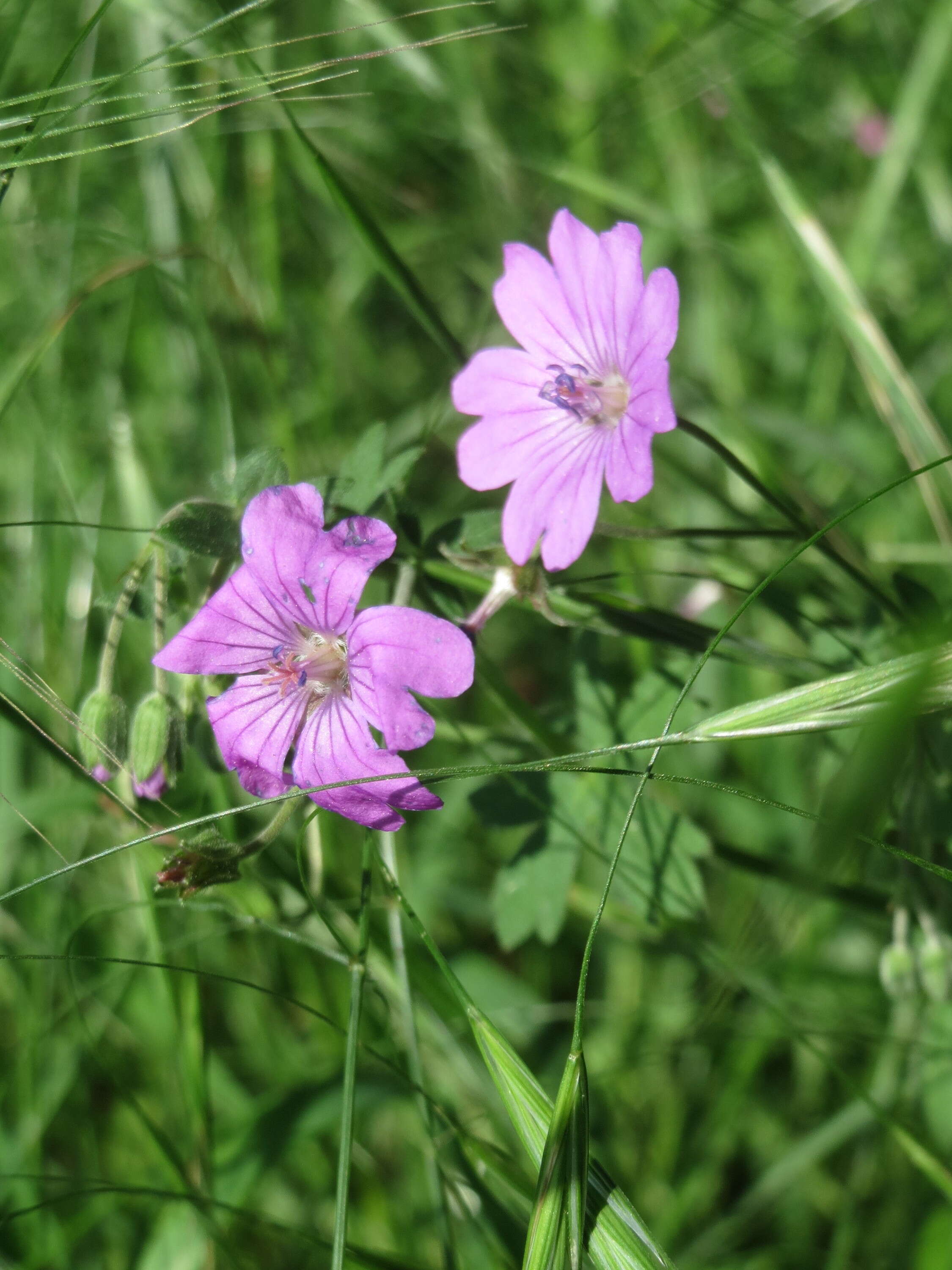 Image of hedgerow geranium