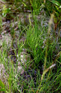 Image of field horsetail