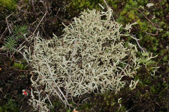 Image of Thorn cladonia