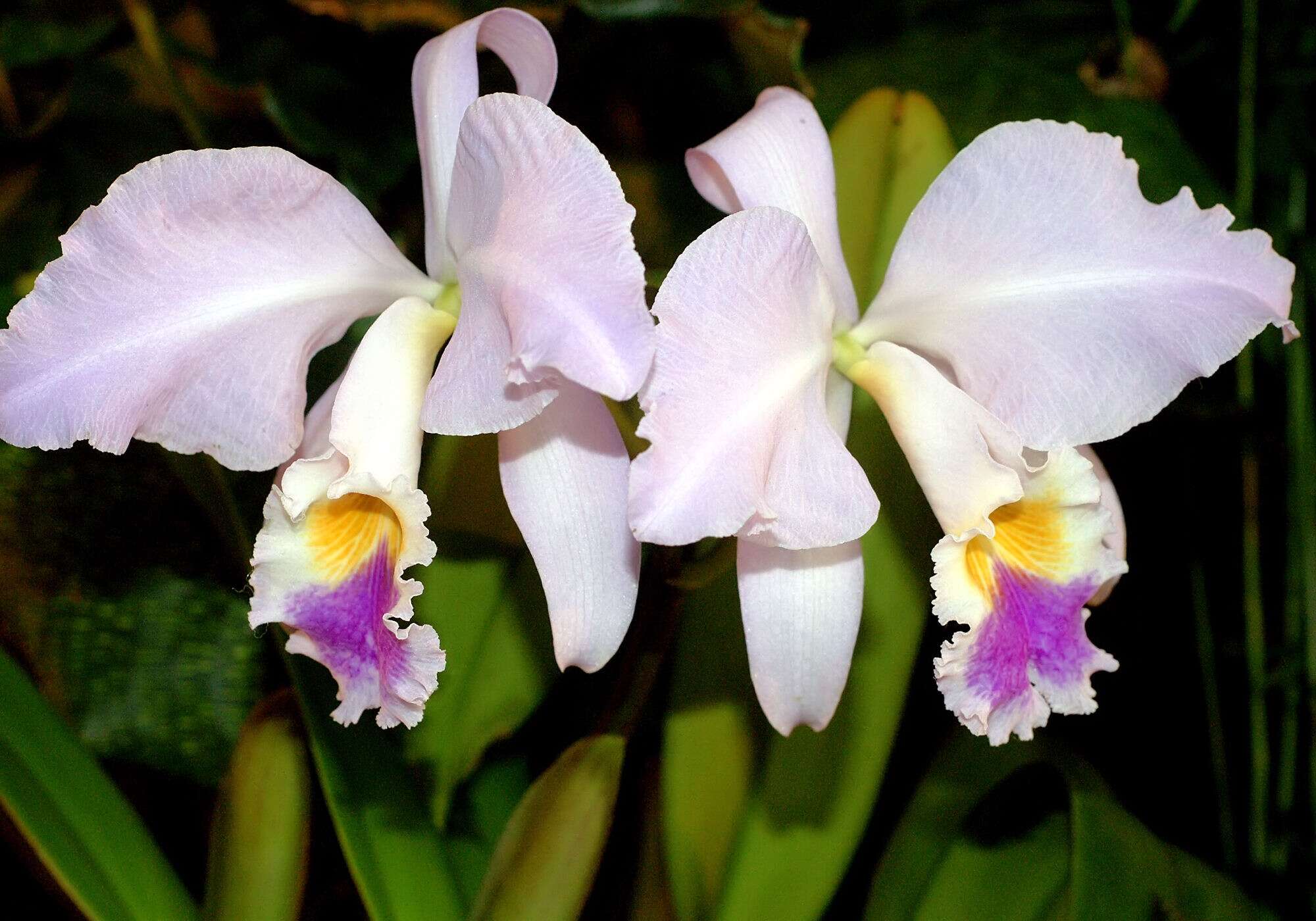 Image of Cattleya mendelii Dombrain