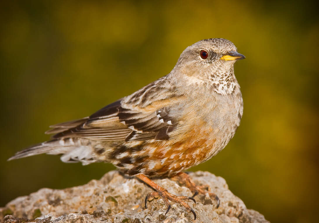 Image of Alpine Accentor