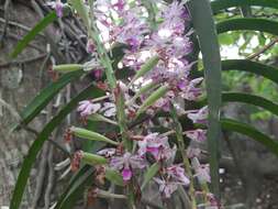 Слика од Rhynchostylis retusa (L.) Blume