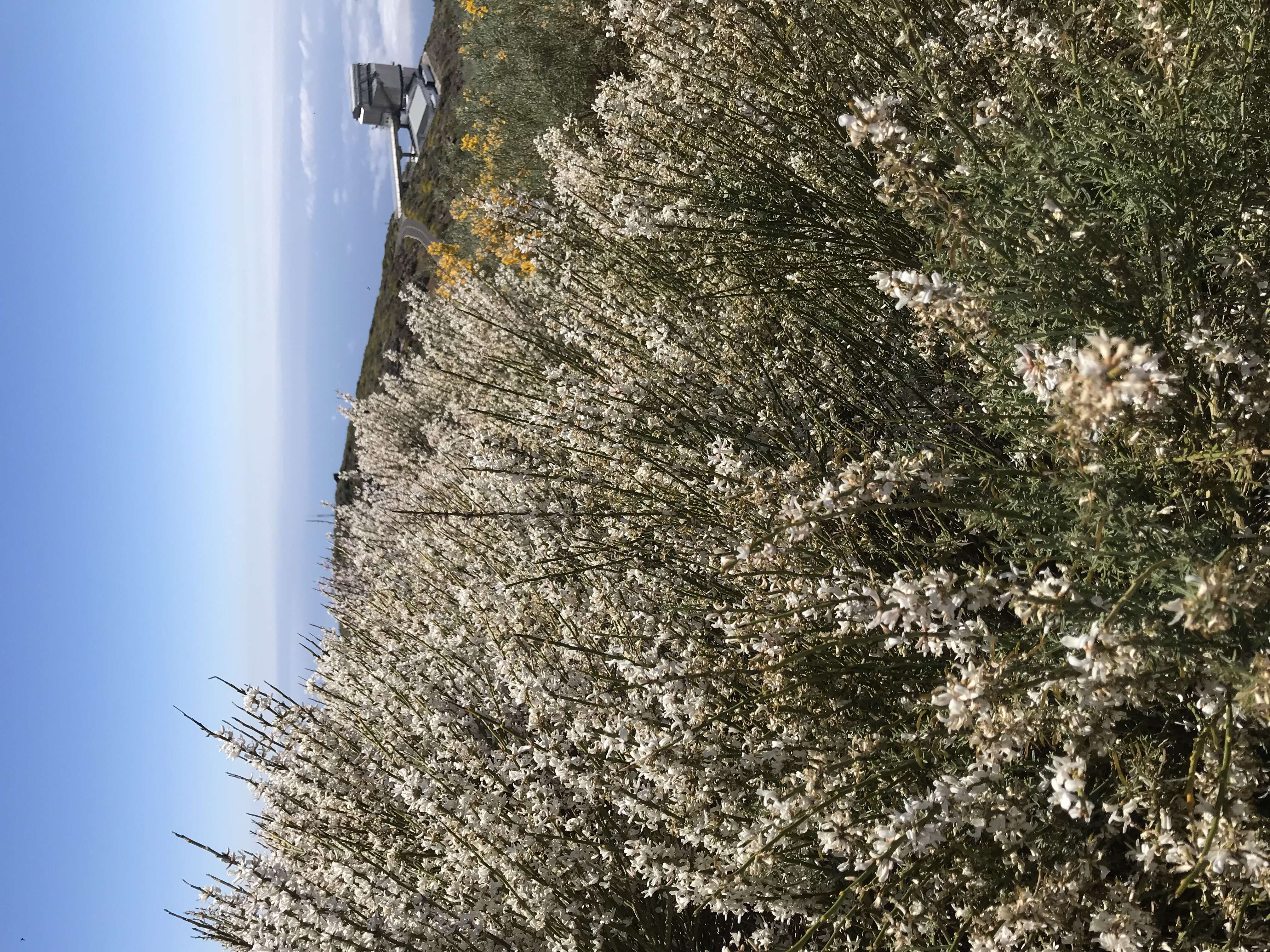 Image of Tiede White Broom