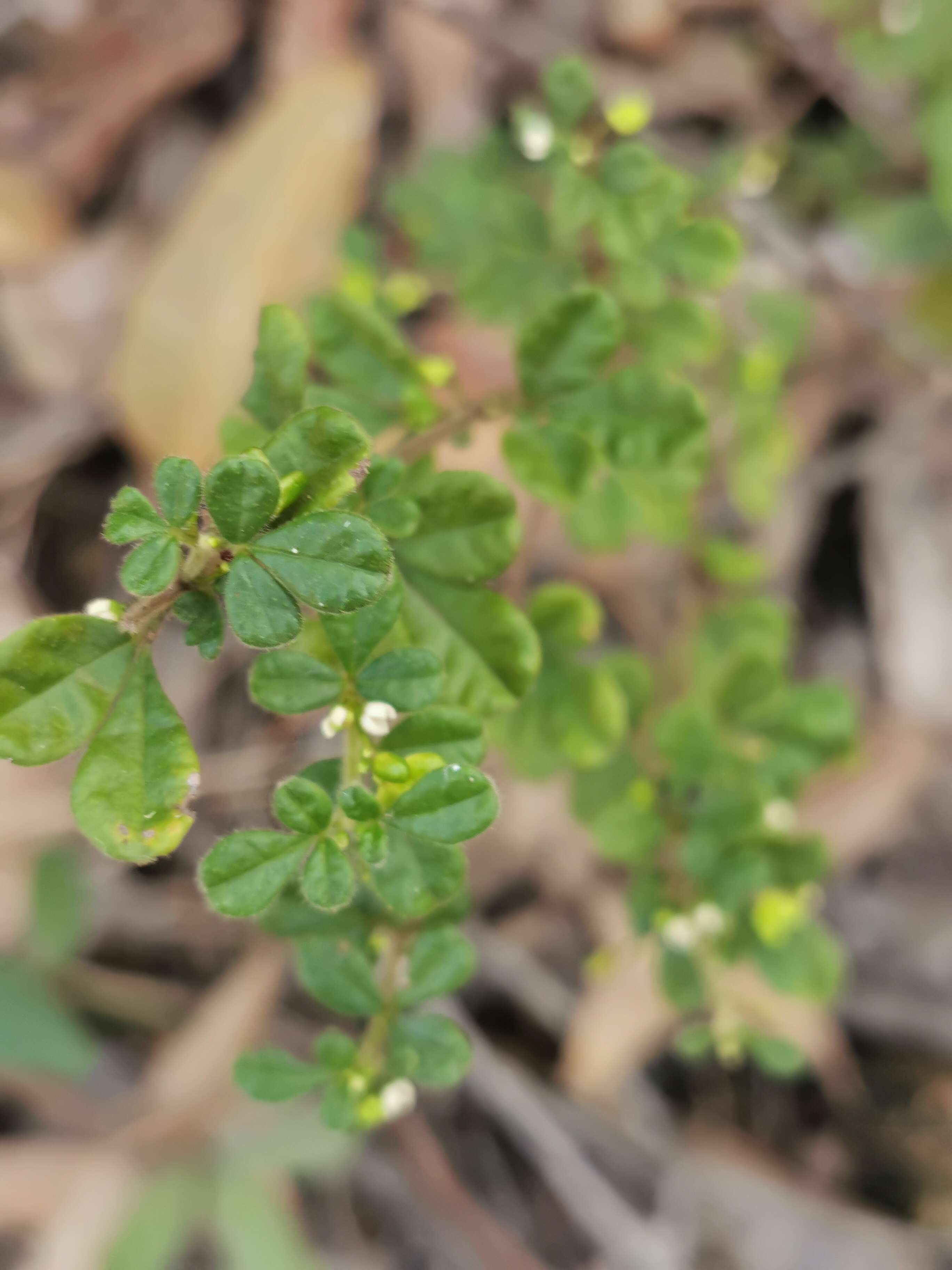 Image of Zieria minutiflora (F. Müll.) Domin