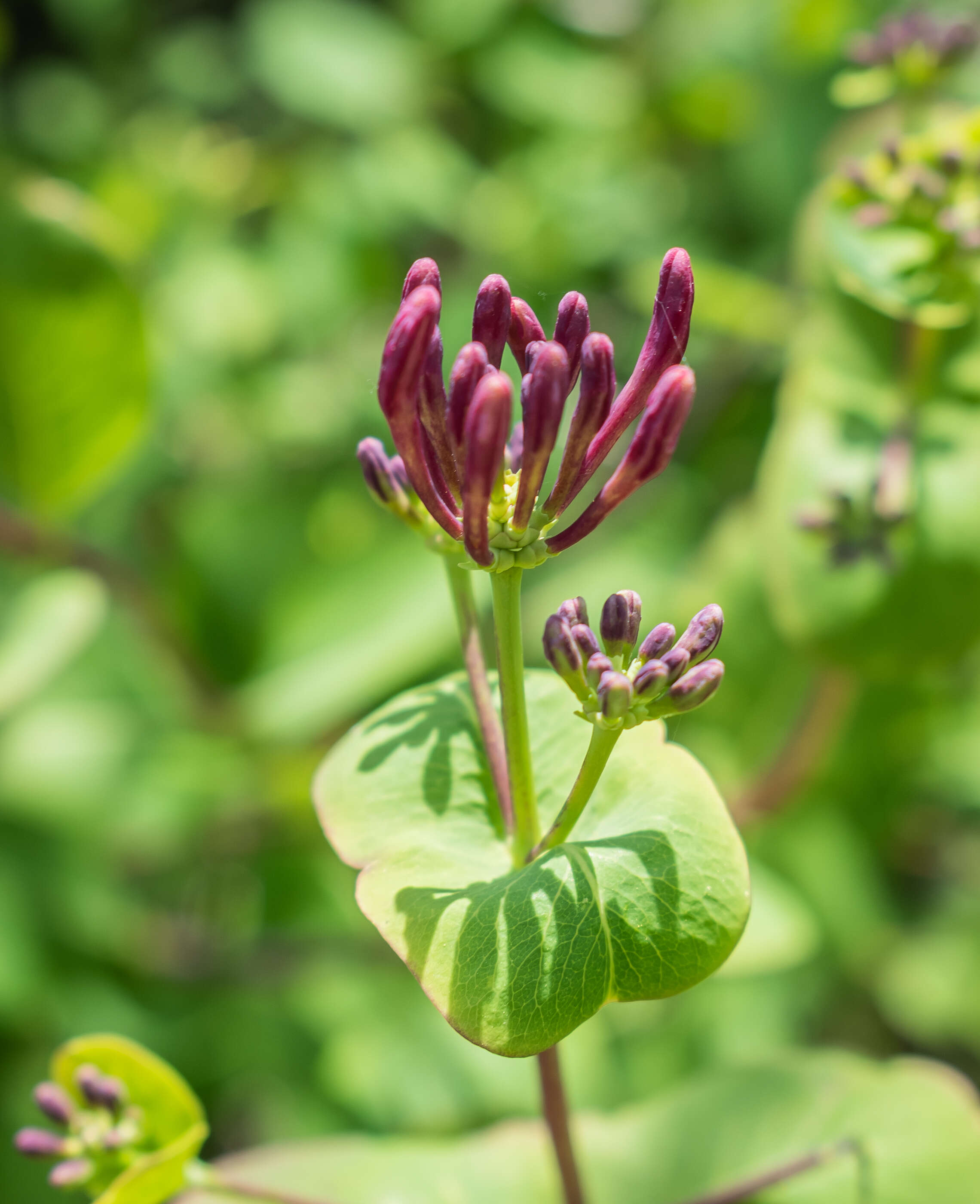 Image of Etruscan honeysuckle