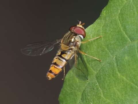 Image of Marmalade hoverfly