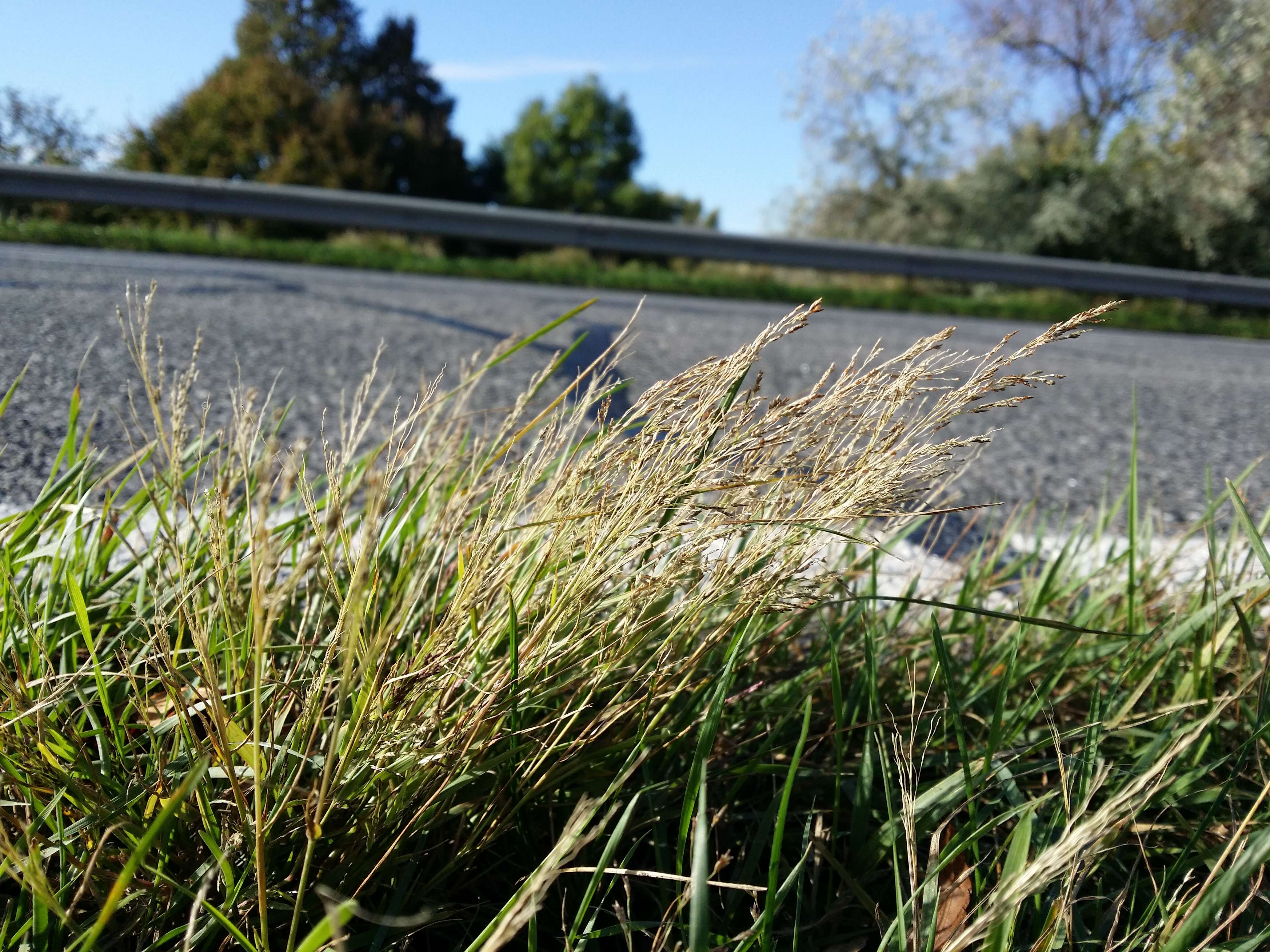 Image of Indian lovegrass