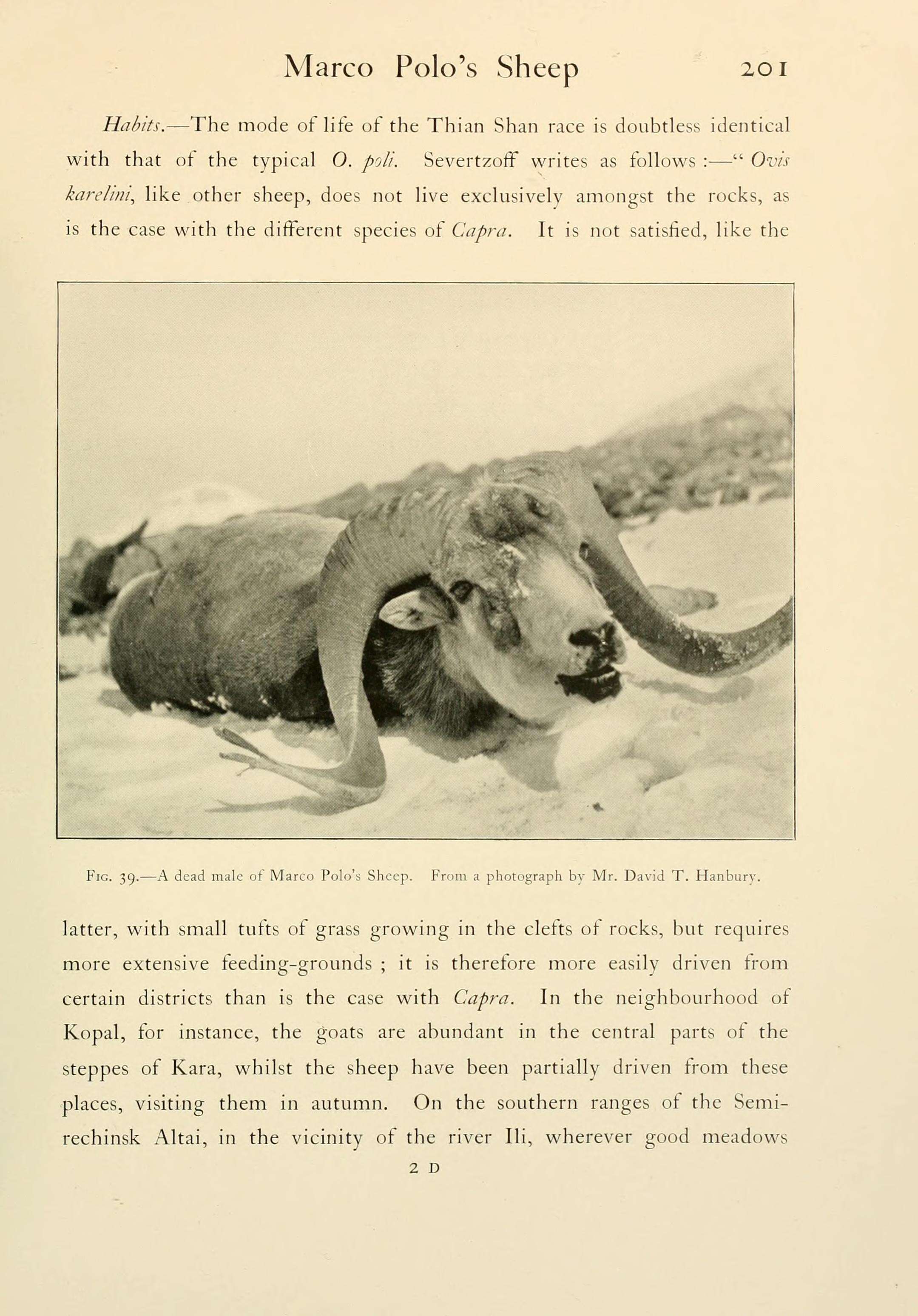 Image of Marco Polo sheep