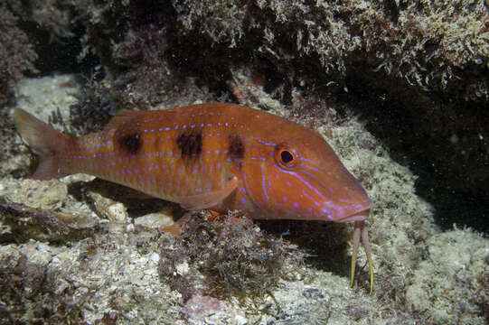 Image of Spotted Goatfish