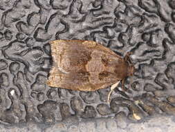 Image of Rose Tortrix