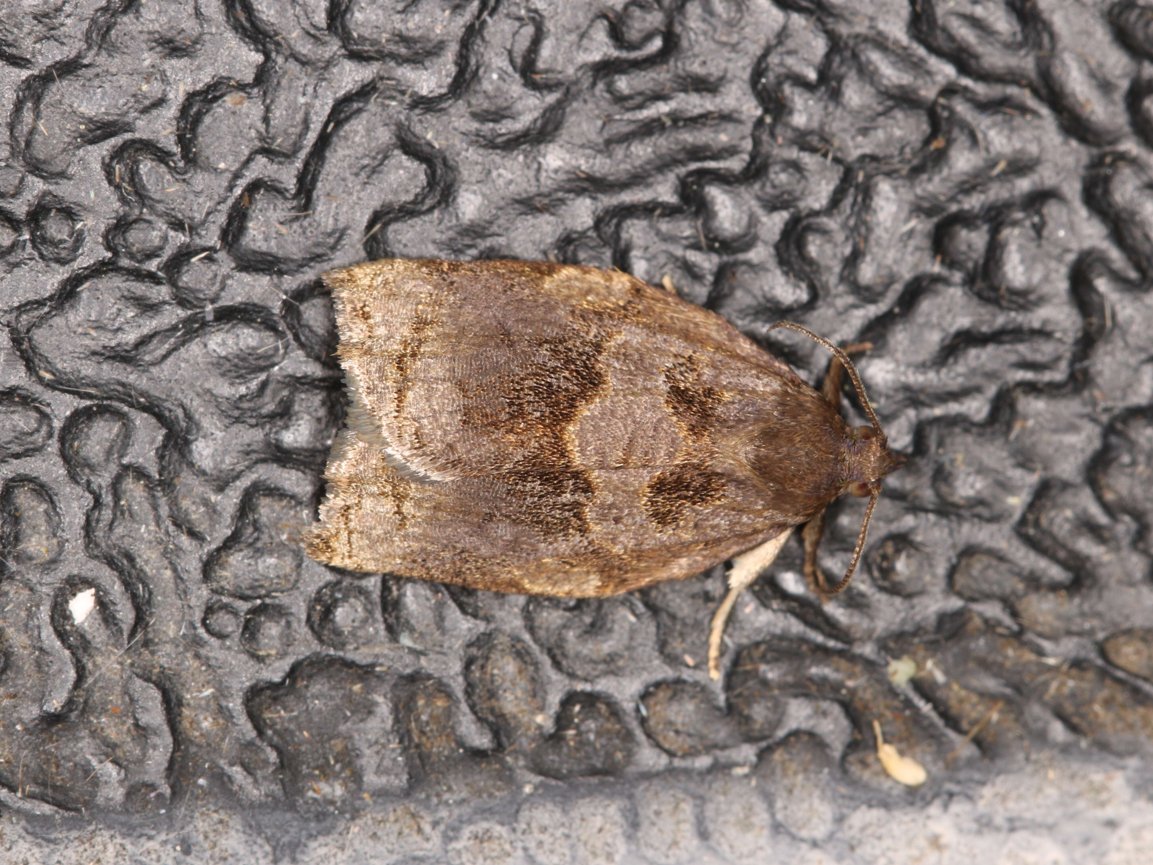 Image of Rose Tortrix