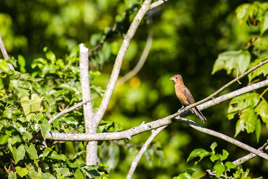 Image of Blue Grosbeak