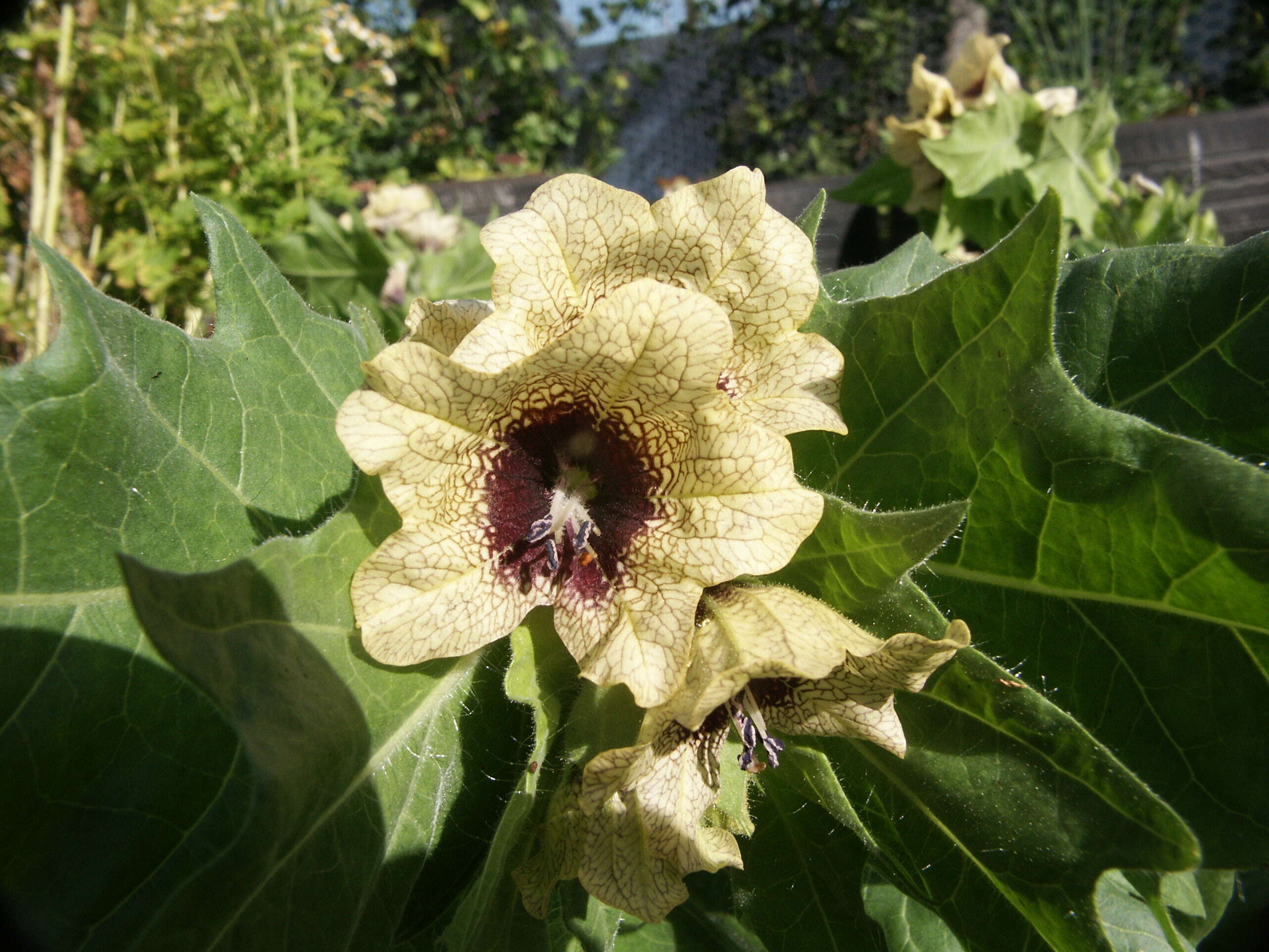 Image of henbane