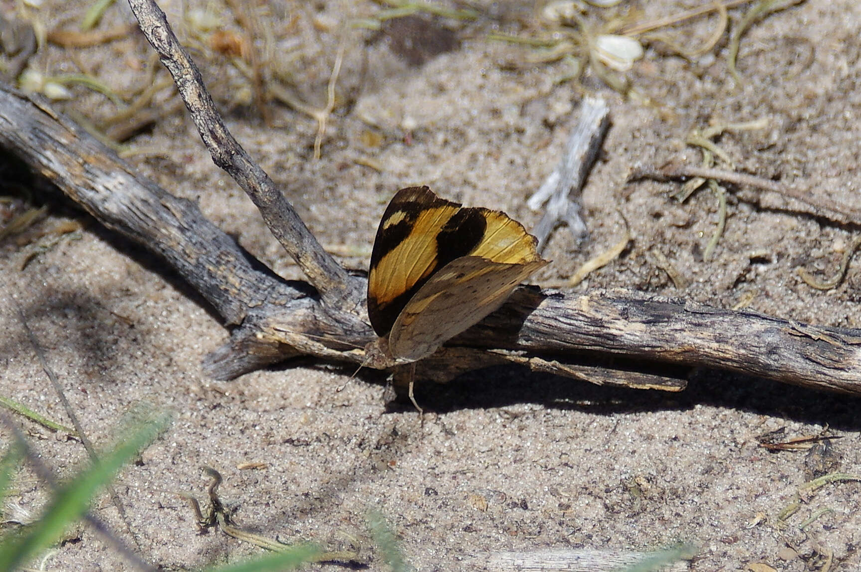 Imagem de Junonia hierta Fabricius 1798