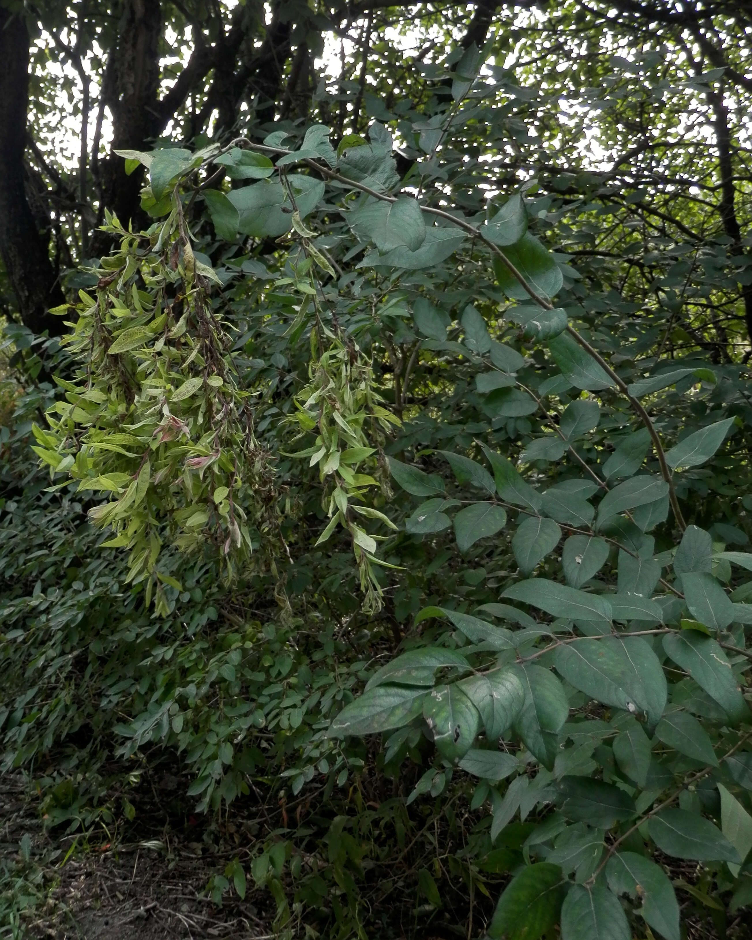 Image of Amur honeysuckle