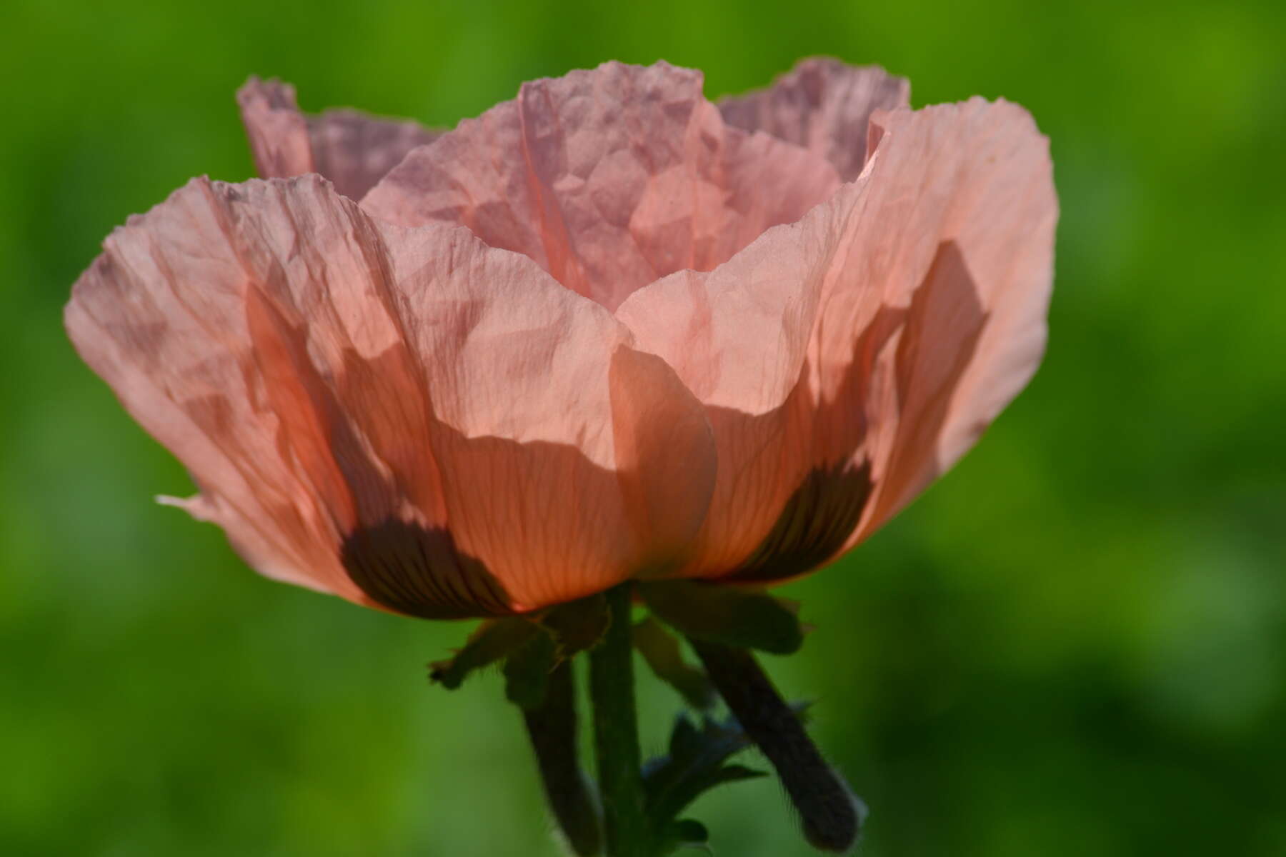 Image of Oriental poppy