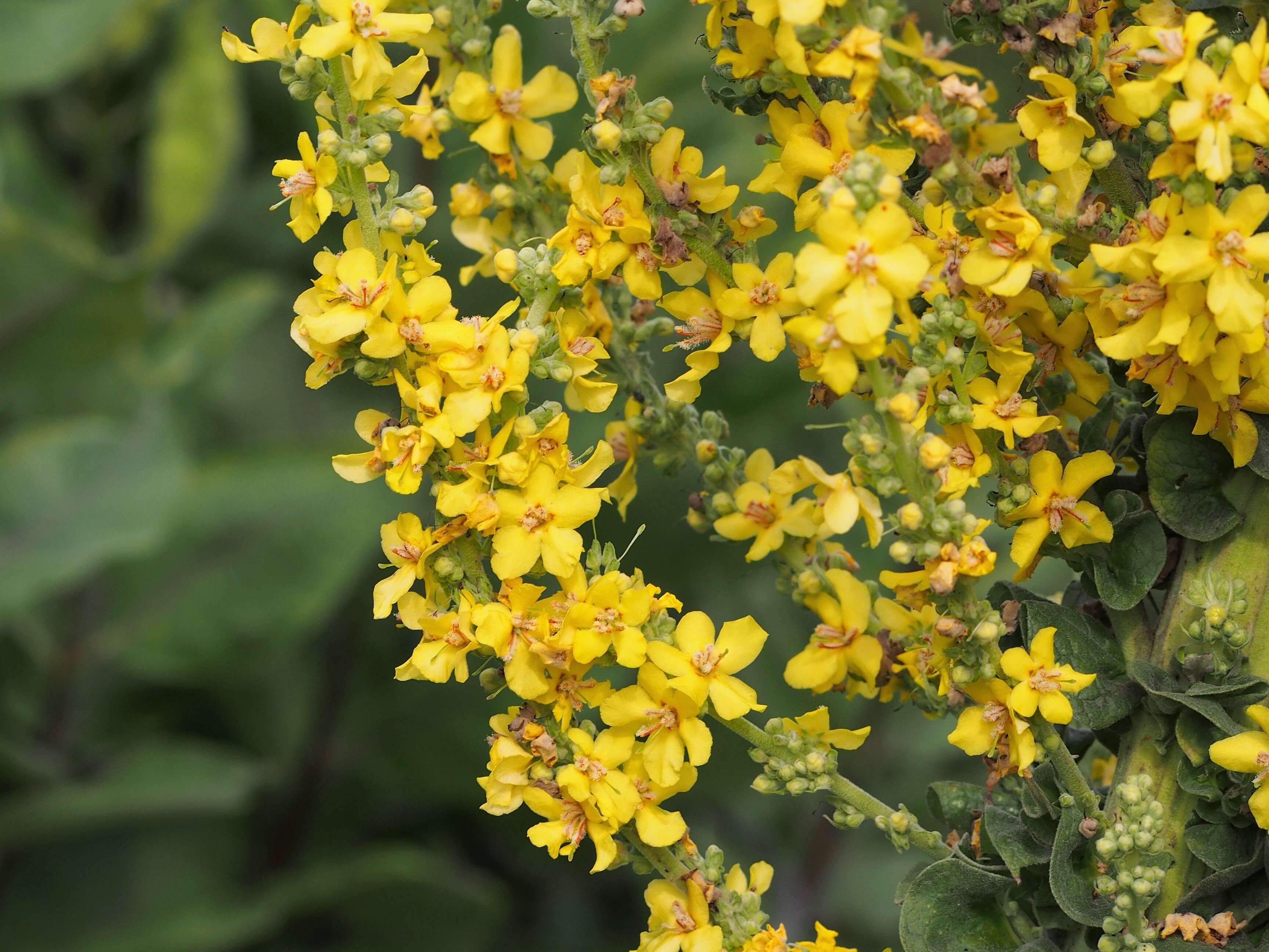 Image of Olympic mullein